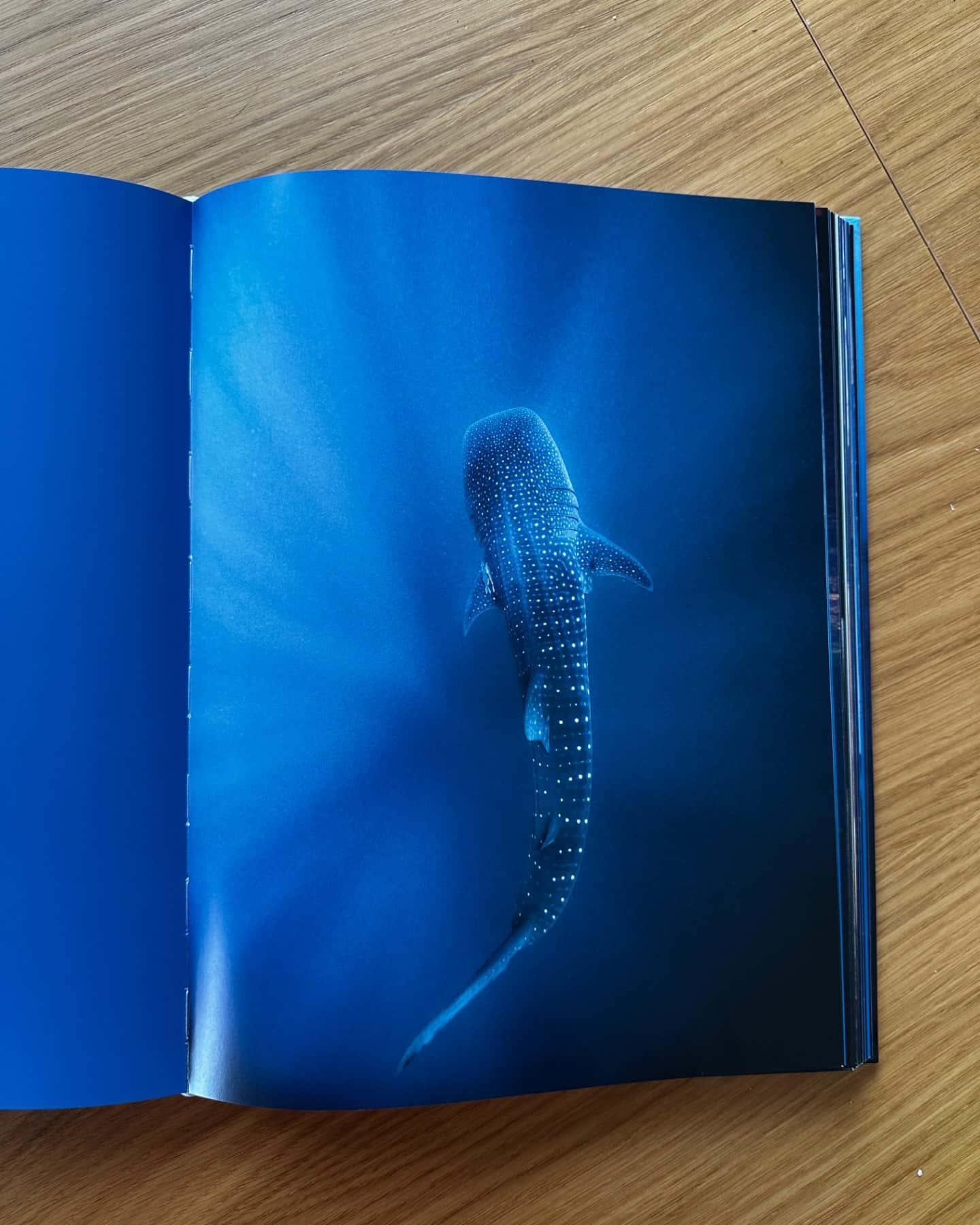 Sharks Face-to-Face with the Ocean’s Endangered Predator, ISBN 3836553597,  виміри 280 x 372-Michael Muller, Tashen